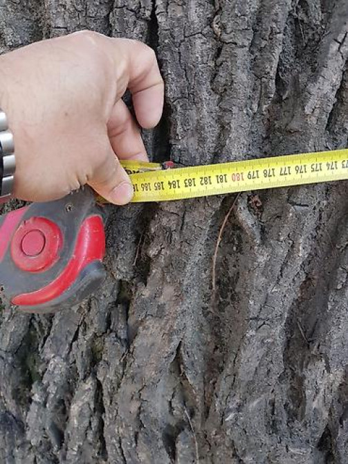 Продаю 2 дерева на дрова ! 1 орех 1 курагач . большие деревья на Bishkek - photo 29