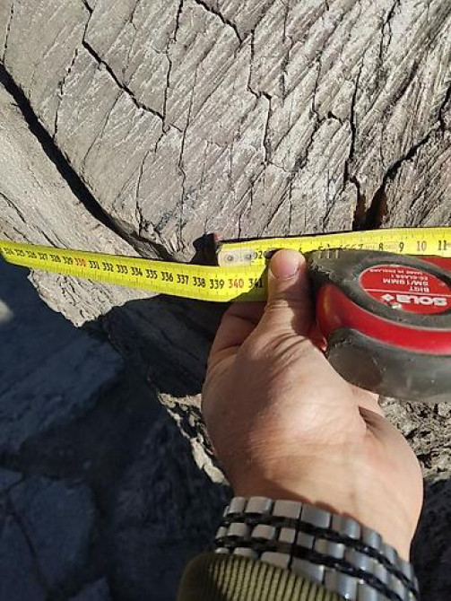 Продаю 2 дерева на дрова ! 1 орех 1 курагач . большие деревья на Bishkek - photo 25