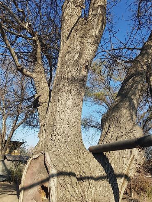 Продаю 2 дерева на дрова ! 1 орех 1 курагач . большие деревья на Bishkek - photo 23