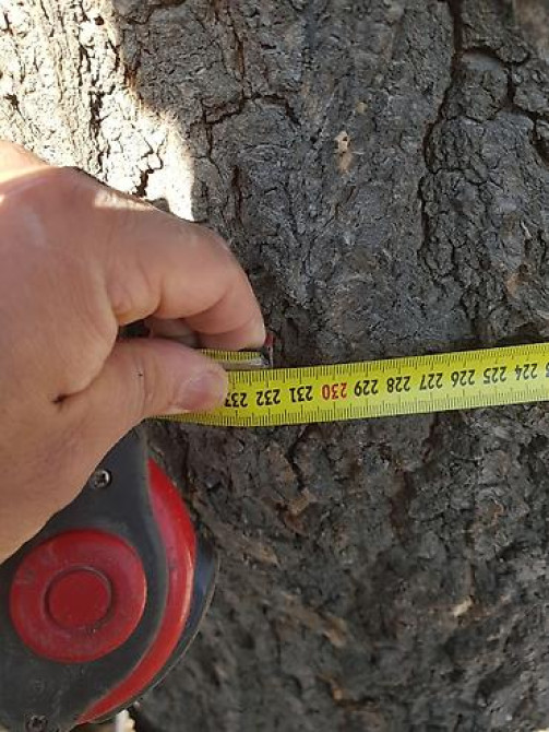 Продаю 2 дерева на дрова ! 1 орех 1 курагач . большие деревья на Bishkek - photo 20