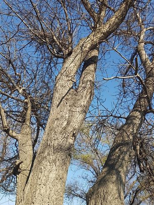 Продаю 2 дерева на дрова ! 1 орех 1 курагач . большие деревья на Bishkek - photo 15