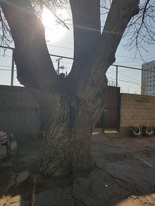 Продаю 2 дерева на дрова ! 1 орех 1 курагач . большие деревья на Bishkek - photo 21