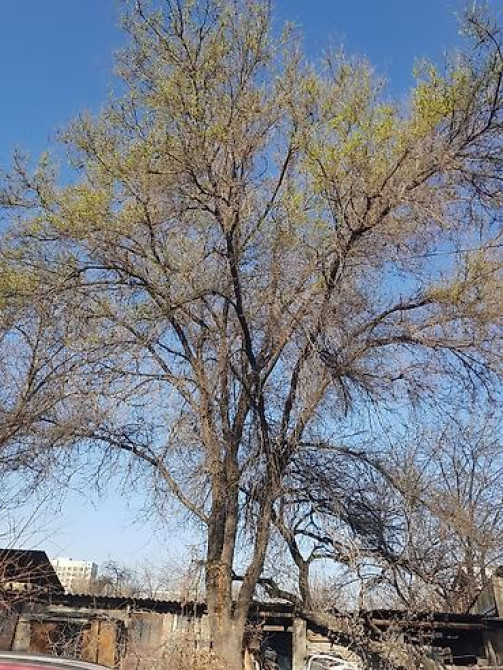 Продаю 2 дерева на дрова ! 1 орех 1 курагач . большие деревья на Bishkek - photo 30