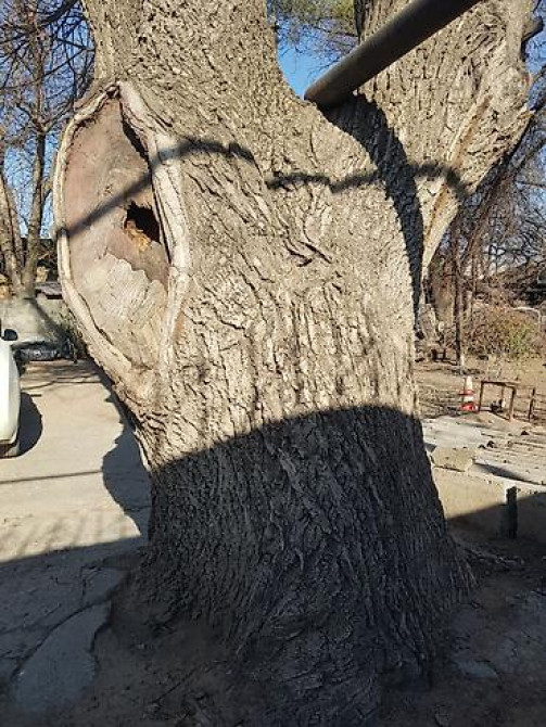 Продаю 2 дерева на дрова ! 1 орех 1 курагач . большие деревья на Bishkek - photo 22