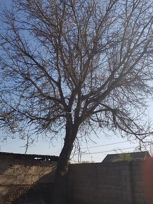 Продаю 2 дерева на дрова ! 1 орех 1 курагач . большие деревья на Bishkek - photo 16
