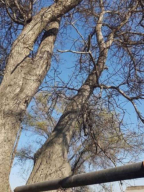 Продаю 2 дерева на дрова ! 1 орех 1 курагач . большие деревья на Bishkek - photo 13