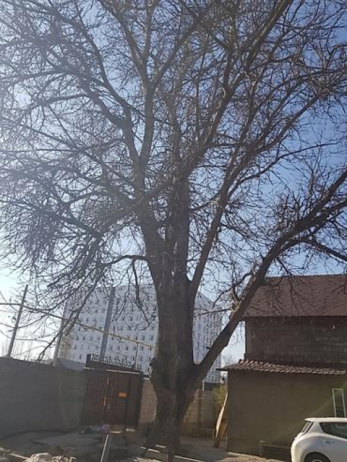 Продаю 2 дерева на дрова ! 1 орех 1 курагач . большие деревья на Bishkek - photo 28