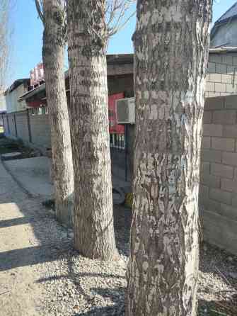 Топол теректер сатылат жоондугу примерно 500-600 диаметр ичкелери дагы Bishkek