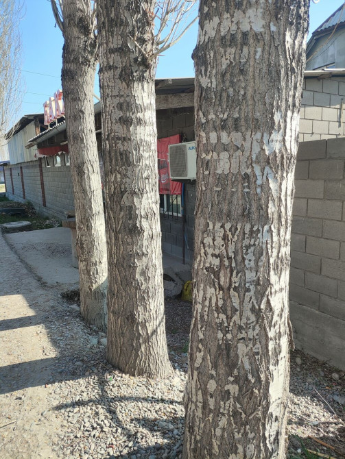 Топол теректер сатылат жоондугу примерно 500-600 диаметр ичкелери дагы Bishkek - photo 1