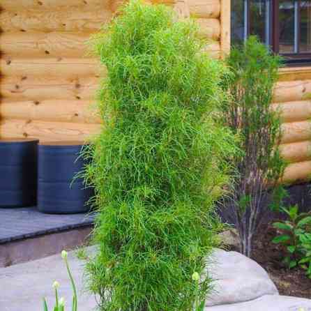 Крушина Фастигиата — это декоративный сорт крушины ломкой (лат Bishkek