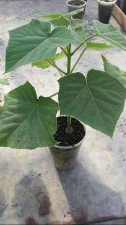 Кут-дарак Павловния (зет-07 pao tong) көчөттөрү, оригинал супер гибрид Bishkek