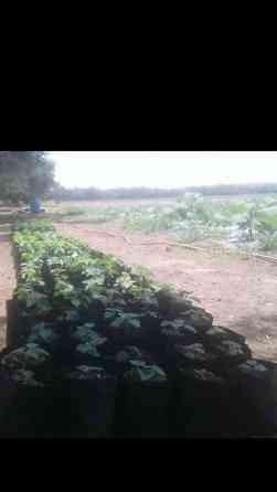 Кут-дарак Павловния (зет-07 pao tong) көчөттөрү, оригинал супер гибрид Bishkek