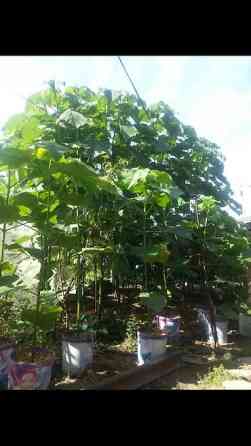 Кут-дарак Павловния (зет-07 pao tong) көчөттөрү, оригинал супер гибрид Bishkek