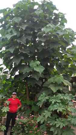 Кут-дарак Павловния (зет-07 pao tong) көчөттөрү, оригинал супер гибрид Bishkek