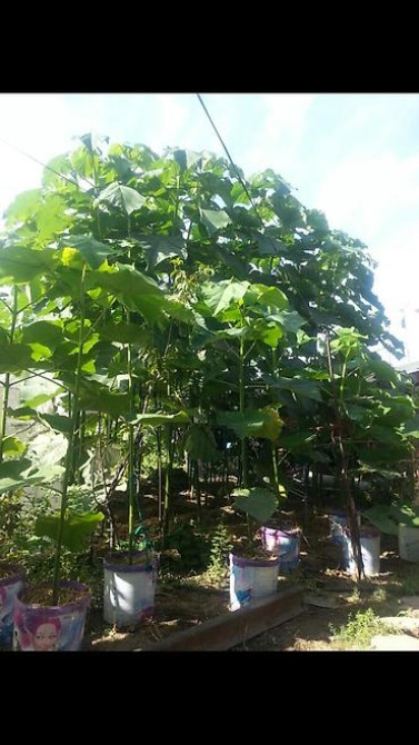 Кут-дарак Павловния (зет-07 pao tong) көчөттөрү, оригинал супер гибрид Bishkek - photo 23