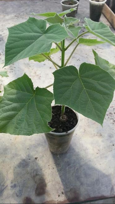 Кут-дарак Павловния (зет-07 pao tong) көчөттөрү, оригинал супер гибрид Bishkek - photo 2