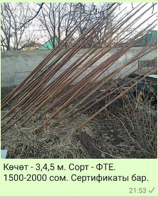 Кут-дарак Павловния (зет-07 pao tong) көчөттөрү, оригинал супер гибрид Bishkek - photo 17