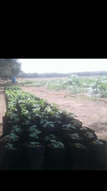 Кут-дарак Павловния (зет-07 pao tong) көчөттөрү, оригинал супер гибрид Bishkek - photo 25