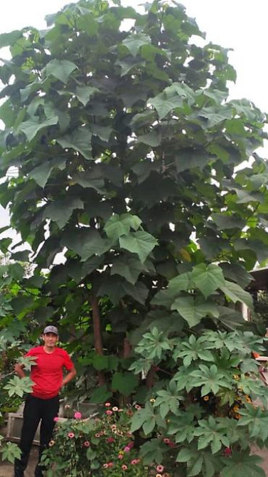 Кут-дарак Павловния (зет-07 pao tong) көчөттөрү, оригинал супер гибрид Bishkek - photo 24