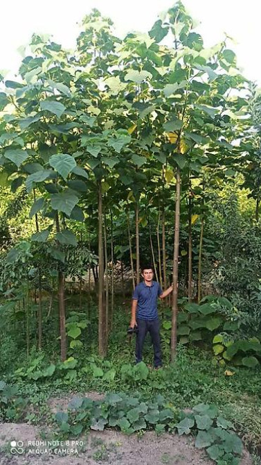 Кут-дарак Павловния (зет-07 pao tong) көчөттөрү, оригинал супер гибрид Bishkek - photo 26