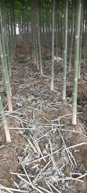 Кут-дарак Павловния (зет-07 pao tong) көчөттөрү, оригинал супер гибрид Bishkek - photo 18