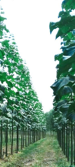 Кут-дарак Павловния (зет-07 pao tong) көчөттөрү, оригинал супер гибрид Bishkek - photo 9