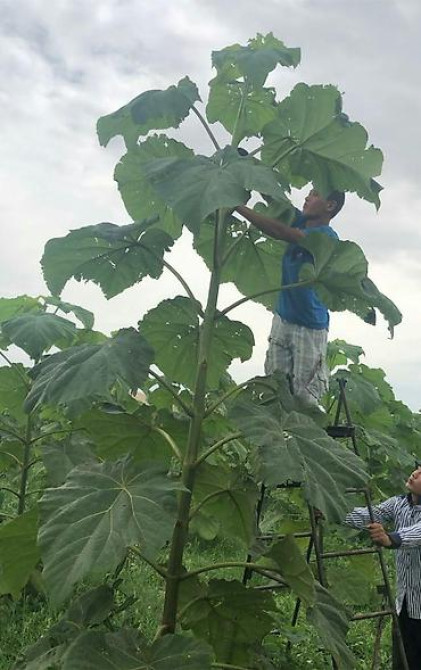 Кут-дарак Павловния (зет-07 pao tong) көчөттөрү, оригинал супер гибрид Bishkek - photo 20