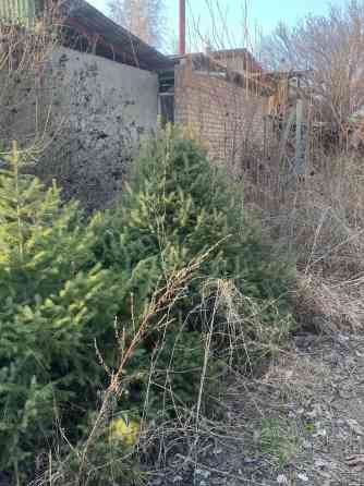 Продается елки,цена договорная самовывоз. Елке больше 10лет Bishkek