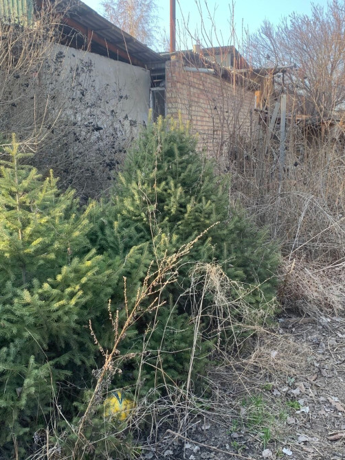 Продается елки,цена договорная самовывоз. Елке больше 10лет Bishkek - photo 1
