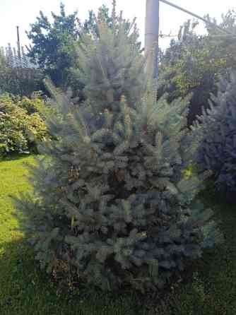 Продается голубые ели - 2 шт., высота 2м и Тянь-Шаньские ели - 3 шт. Bishkek
