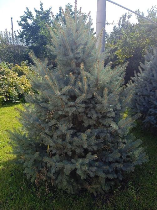 Продается голубые ели - 2 шт., высота 2м и Тянь-Шаньские ели - 3 шт. Bishkek - photo 1