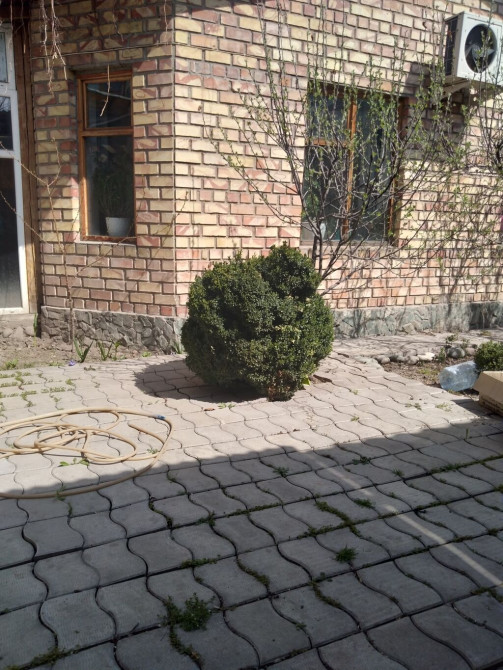 Другие декоративные деревья Bishkek - photo 1