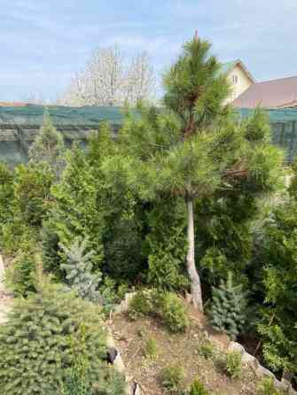 Хвойные деревья и кустарники различных сортов и размеров, идеально Bishkek