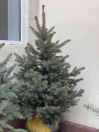 Продаются елки???????? От 60 до 160см. С хорошим комом. Идеально подойдет Bishkek