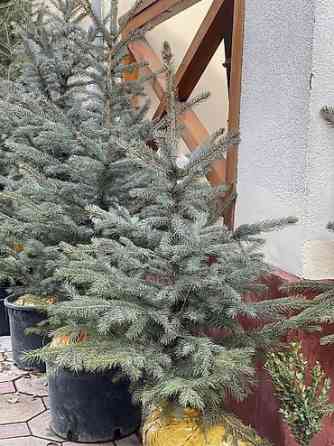 Продаются елки???????? От 60 до 160см. С хорошим комом. Идеально подойдет Bishkek