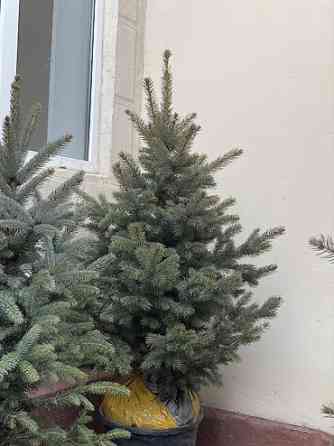 Продаются елки???????? От 60 до 160см. С хорошим комом. Идеально подойдет Bishkek
