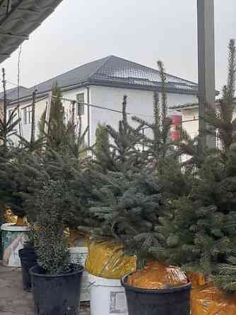 Продаются елки???????? От 60 до 160см. С хорошим комом. Идеально подойдет Bishkek