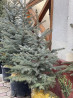 Продаются елки???????? От 60 до 160см. С хорошим комом. Идеально подойдет Bishkek