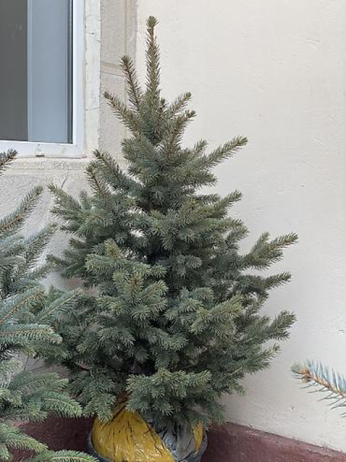 Продаются елки???????? От 60 до 160см. С хорошим комом. Идеально подойдет Bishkek - photo 18
