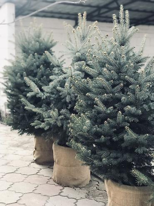 Продаются елки???????? От 60 до 160см. С хорошим комом. Идеально подойдет Bishkek - photo 11