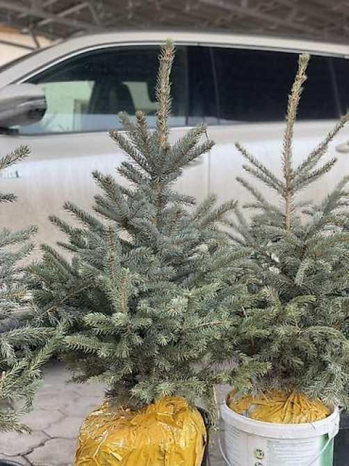 Продаются елки???????? От 60 до 160см. С хорошим комом. Идеально подойдет Bishkek - photo 12