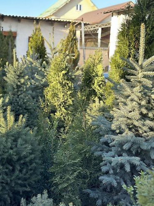 Продаются елки???????? От 60 до 160см. С хорошим комом. Идеально подойдет Bishkek - photo 22