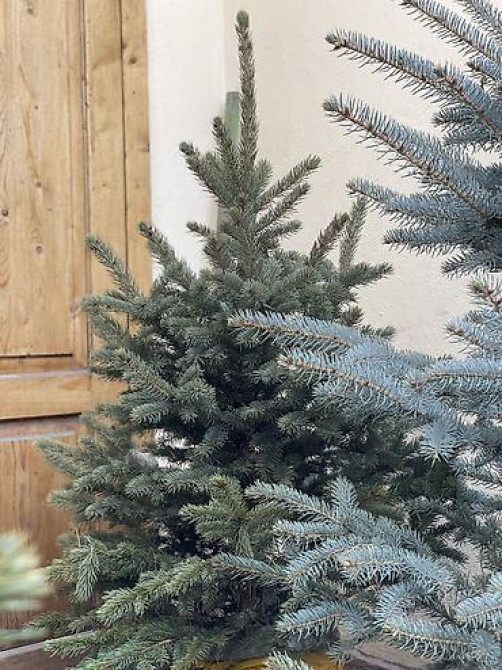 Продаются елки???????? От 60 до 160см. С хорошим комом. Идеально подойдет Bishkek - photo 28