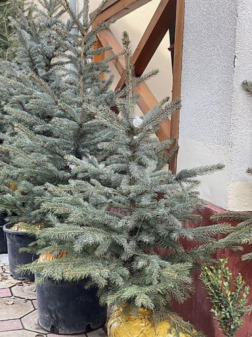 Продаются елки???????? От 60 до 160см. С хорошим комом. Идеально подойдет Bishkek - photo 1