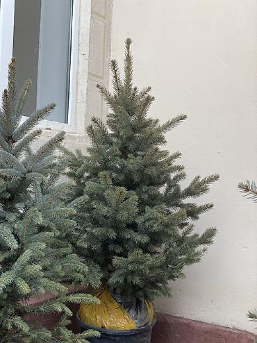 Продаются елки???????? От 60 до 160см. С хорошим комом. Идеально подойдет Bishkek - photo 4