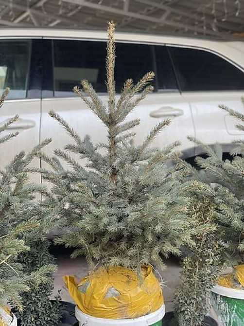 Продаются елки???????? От 60 до 160см. С хорошим комом. Идеально подойдет Bishkek - photo 26