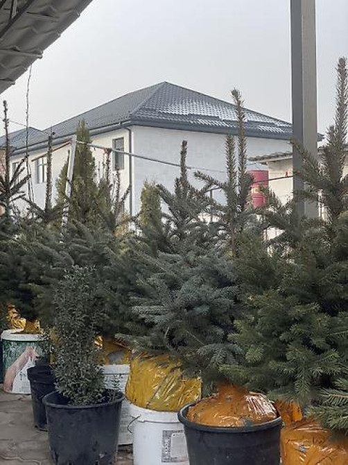 Продаются елки???????? От 60 до 160см. С хорошим комом. Идеально подойдет Bishkek - photo 29