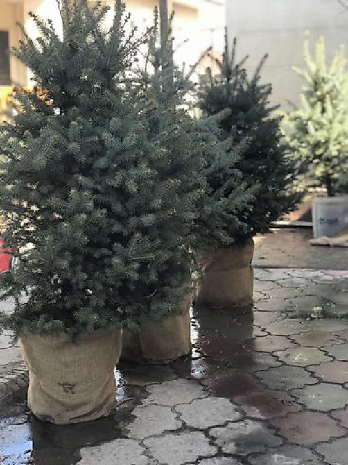 Продаются елки???????? От 60 до 160см. С хорошим комом. Идеально подойдет Bishkek - photo 8
