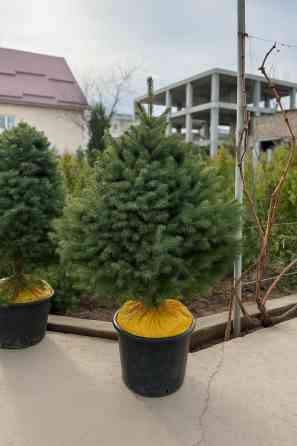 Продаются елки???????? От 60 до 160см. С хорошим комом. Идеально подойдет Bishkek