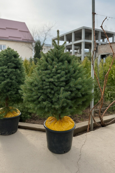 Продаются елки???????? От 60 до 160см. С хорошим комом. Идеально подойдет Bishkek - photo 1